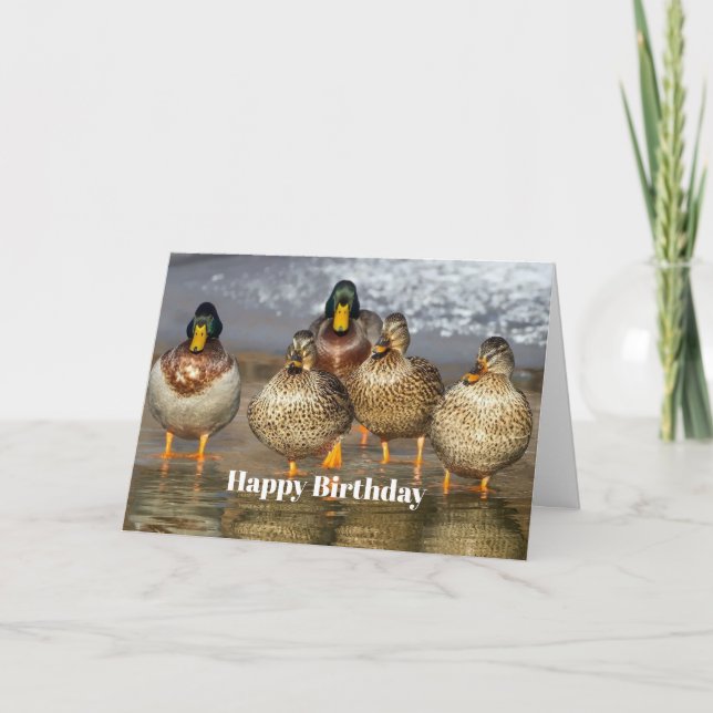 Wildlife Mallard Ducks Photo Birthday Card (Front)