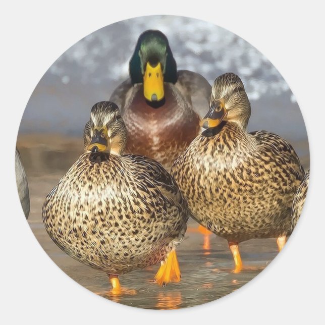 Wildlife Mallard Ducks Photo Classic Round Sticker (Front)