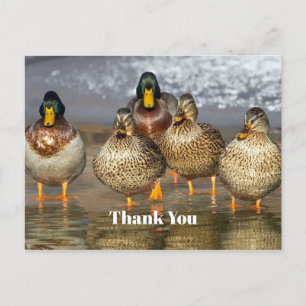 Wildlife Mallard Ducks Photo Thank You Postcard