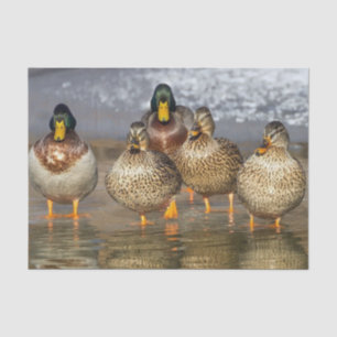 Wildlife Mallard Ducks Photo Tissue Paper