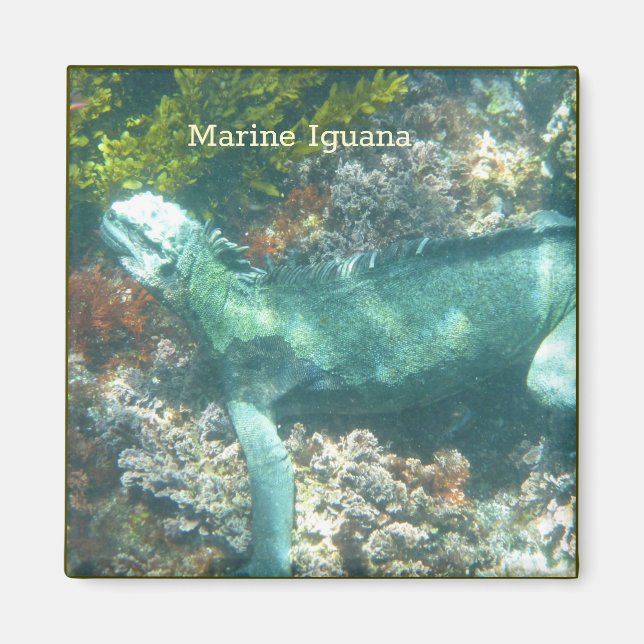 Wildlife Marine Iguana Magnet (Front)