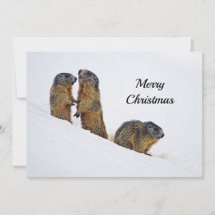 Wildlife Marmots Snow Photo Christmas Flat Holiday Card