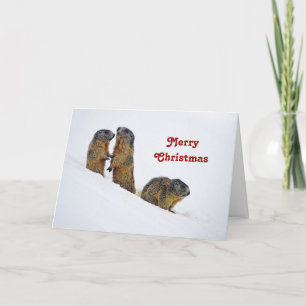 Wildlife Marmots Snow Photo Christmas Holiday Card