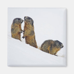 Wildlife Marmots Snow Photo Magnet