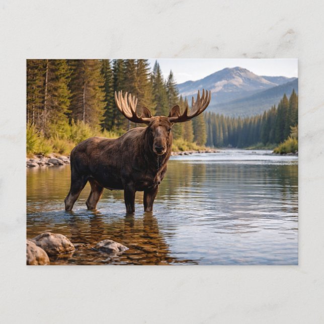 Wildlife Moose Wilderness River Postcard (Front)