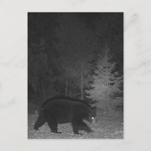 Wildlife night MI Black Bear Upper Peninsula  Holiday Postcard