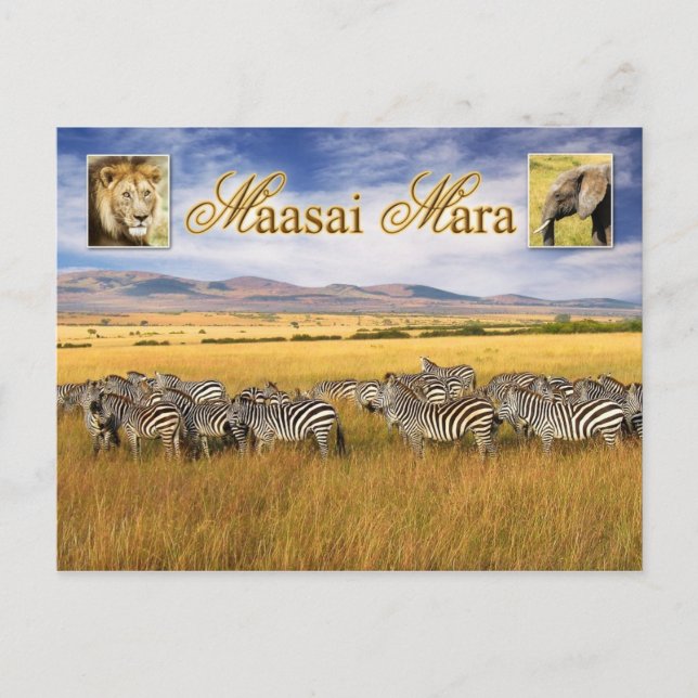Wildlife of Maasai Mara in Kenya Postcard (Front)