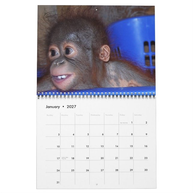 Wildlife Orangutan Babies Calendar (Jan 2027)