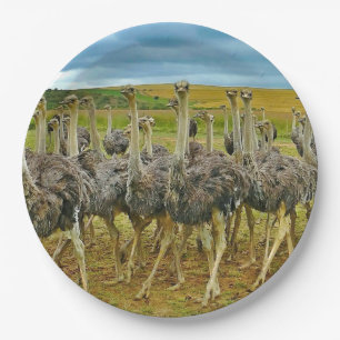 Wildlife Ostrich Flock Photo Paper Plate