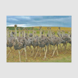 Wildlife Ostrich Flock Photo Tissue Paper