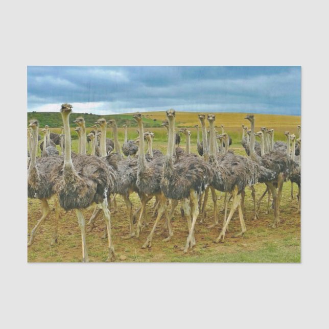 Wildlife Ostrich Flock Photo Tissue Paper (Front)