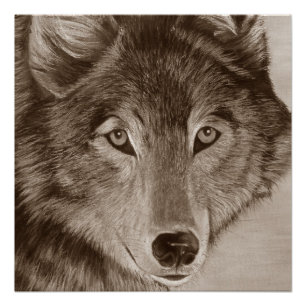 wildlife painting of grey wolf poster