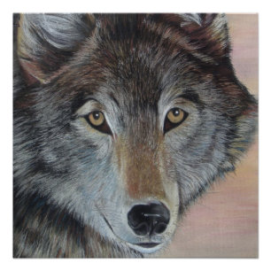 wildlife painting of grey wolf poster