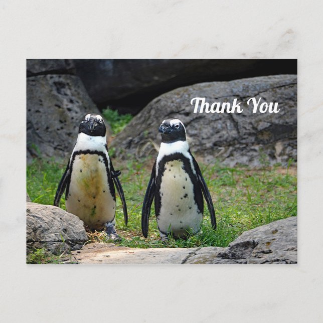 Wildlife Penguin Pair Photo Thank You Postcard (Front)
