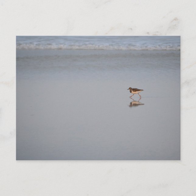 Wildlife Photo Ocean Nature Beach Bird Sandpiper Postcard (Front)