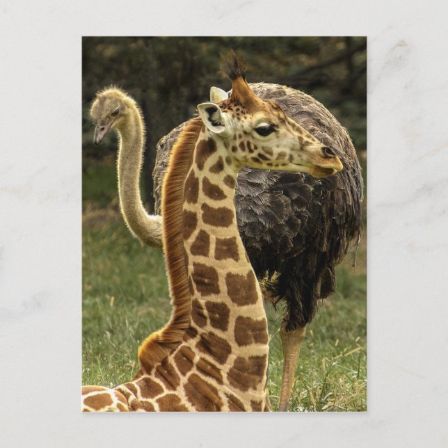 Wildlife Photo of Giraffe and Ostrich Postcard (Front)
