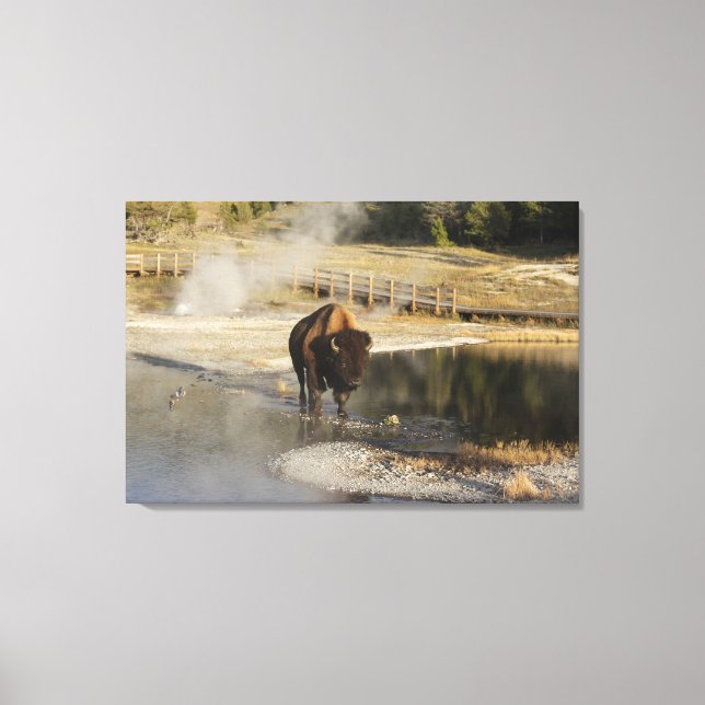 Wildlife Photography American Bison Yellowstone  Canvas Print (Front)