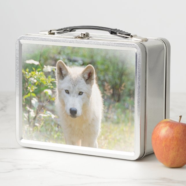 Wildlife Photography, Canadian Grey Wolf Metal Lunch Box (In Situ)