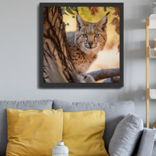 Wildlife Photography Closeup of Bobcat Poster