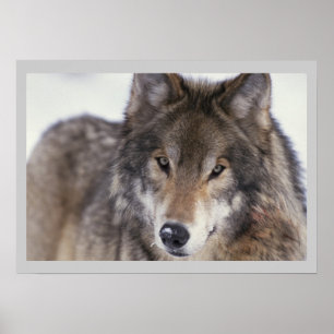 Wildlife Photography Grey Wolf Poster 18x24