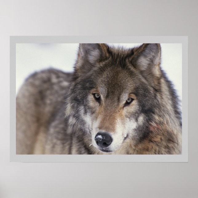 Wildlife Photography Grey Wolf Poster 18x24 (Front)