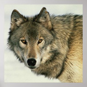 Wildlife Photography Grey Wolf Poster 24x24