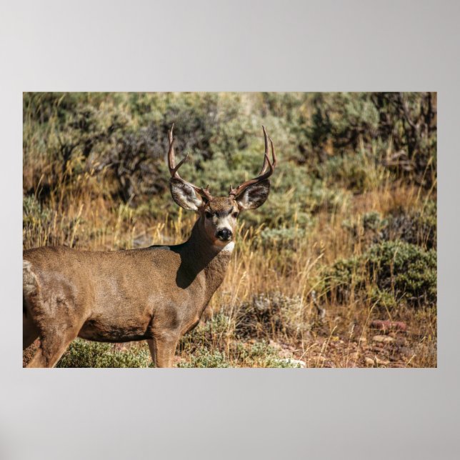WILDLIFE PHOTOGRAPHY OF BROWN BUCK POSTER (Front)