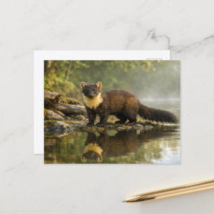 Wildlife Pine Marten Forest Stream Postcard