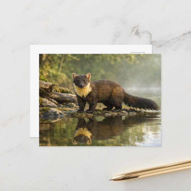 Wildlife Pine Marten Forest Stream  Postcard (Front/Back In Situ)