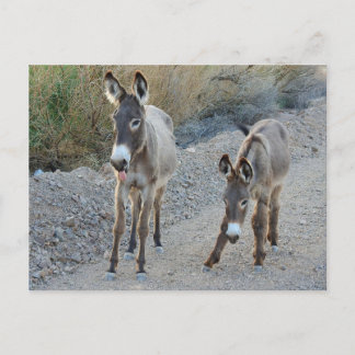 Wildlife postcard, wild burro, donkey postcard