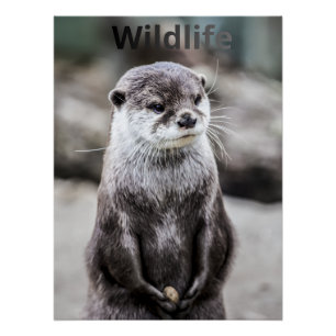 Wildlife Poster