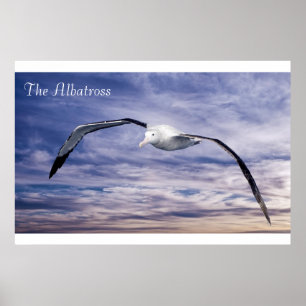 Wildlife Poster