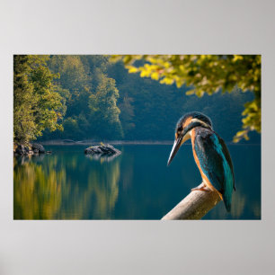 Wildlife Poster
