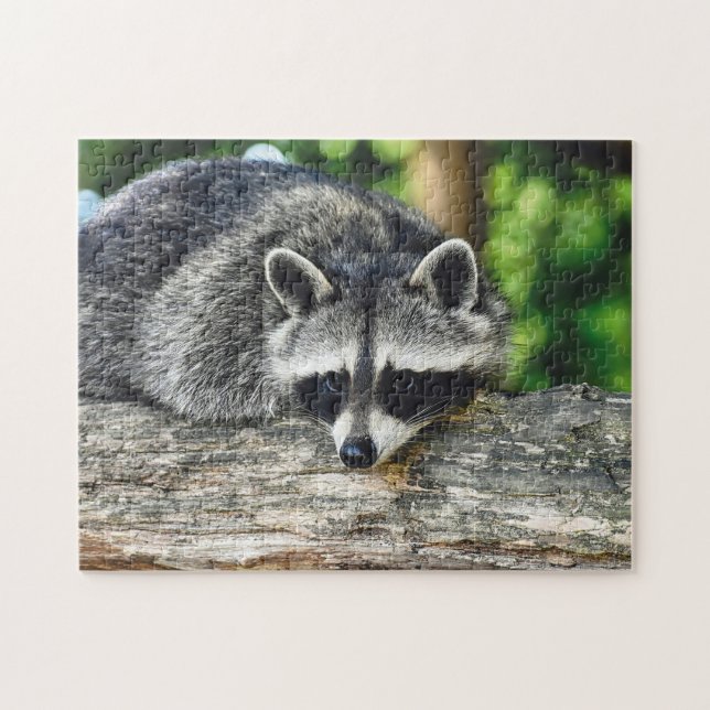 Wildlife Raccoon Log Mammal Photo Jigsaw Puzzle (Horizontal)