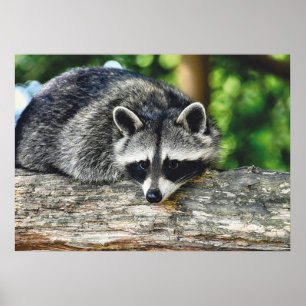 Wildlife Raccoon Log Mammal Photo Poster