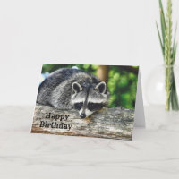 Wildlife Racoon Log Mammal Photo Birthday