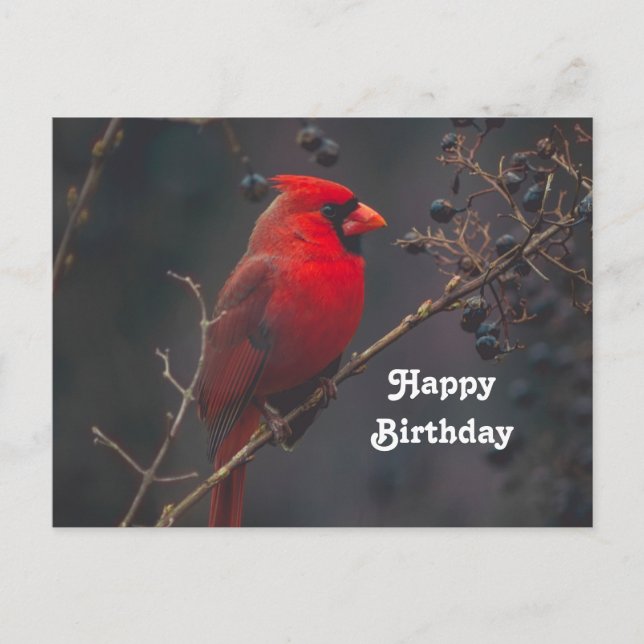 Wildlife Red Cardinal Photo Birthday Postcard (Front)