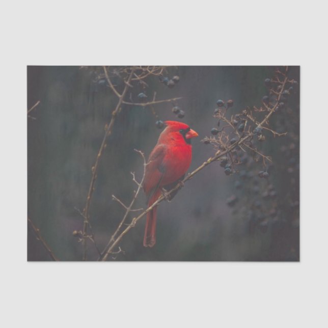 Wildlife Red Cardinal Photo Tissue Paper (Front)