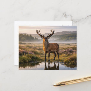 Wildlife Red Deer Stag Scottish Highlands  Postcard