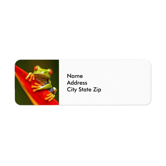 Wildlife Red Eyed Tree Frog Photo (Front)