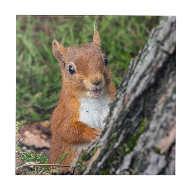 wildlife Red Squirrel Tile (Front)