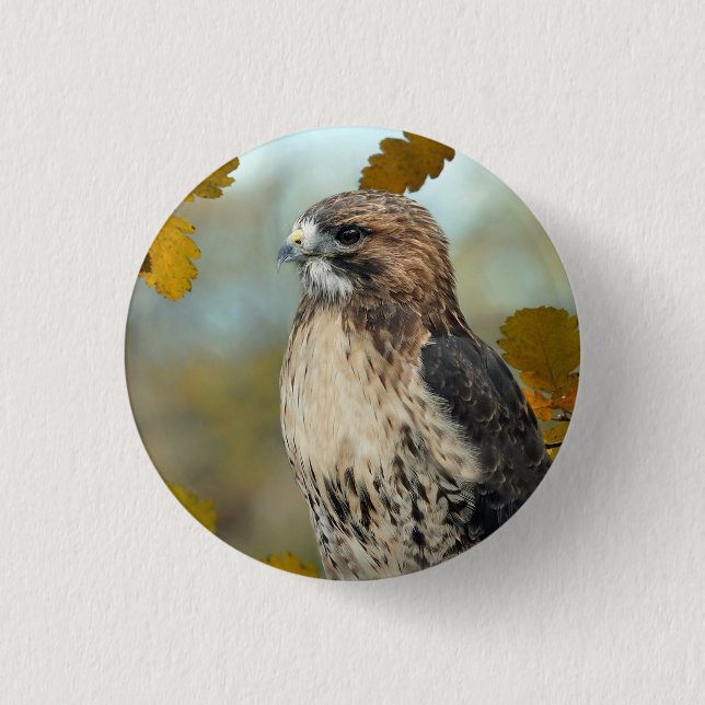 Wildlife Red Tailed Hawk Autumn Photo 3 Cm Round Badge (Front)