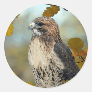 Wildlife Red Tailed Hawk Autumn Photo Classic Round Sticker