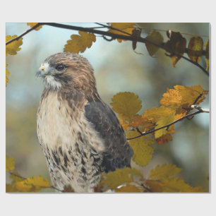 Wildlife Red Tailed Hawk Autumn Photo Wrapping Paper