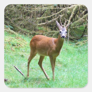 Wildlife Roe Deer Buck – Elegant Forest Animal Square Sticker