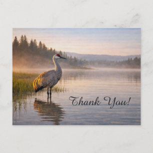 Wildlife Sandhill Crane Calm Lake Thank You Postcard