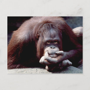 Wildlife Set - Primates 10 Postcard