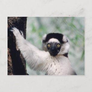 Wildlife Set - Primates 12 Postcard