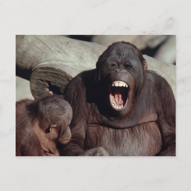 Wildlife Set - Primates 1 Postcard (Front)