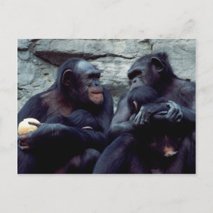Wildlife Set - Primates 5 Postcard